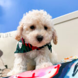 Zeppelin Toy Poodle 04