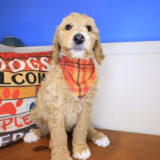 Zing Labradoodle 01