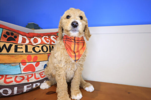 Zing Labradoodle 01
