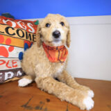 Zing Labradoodle 03