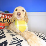 Zoom Labradoodle 01