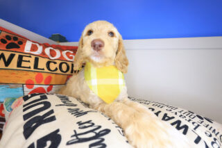 Zoom Labradoodle 01