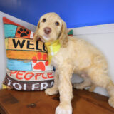 Zoom Labradoodle 02