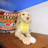 Zoom Labradoodle 04