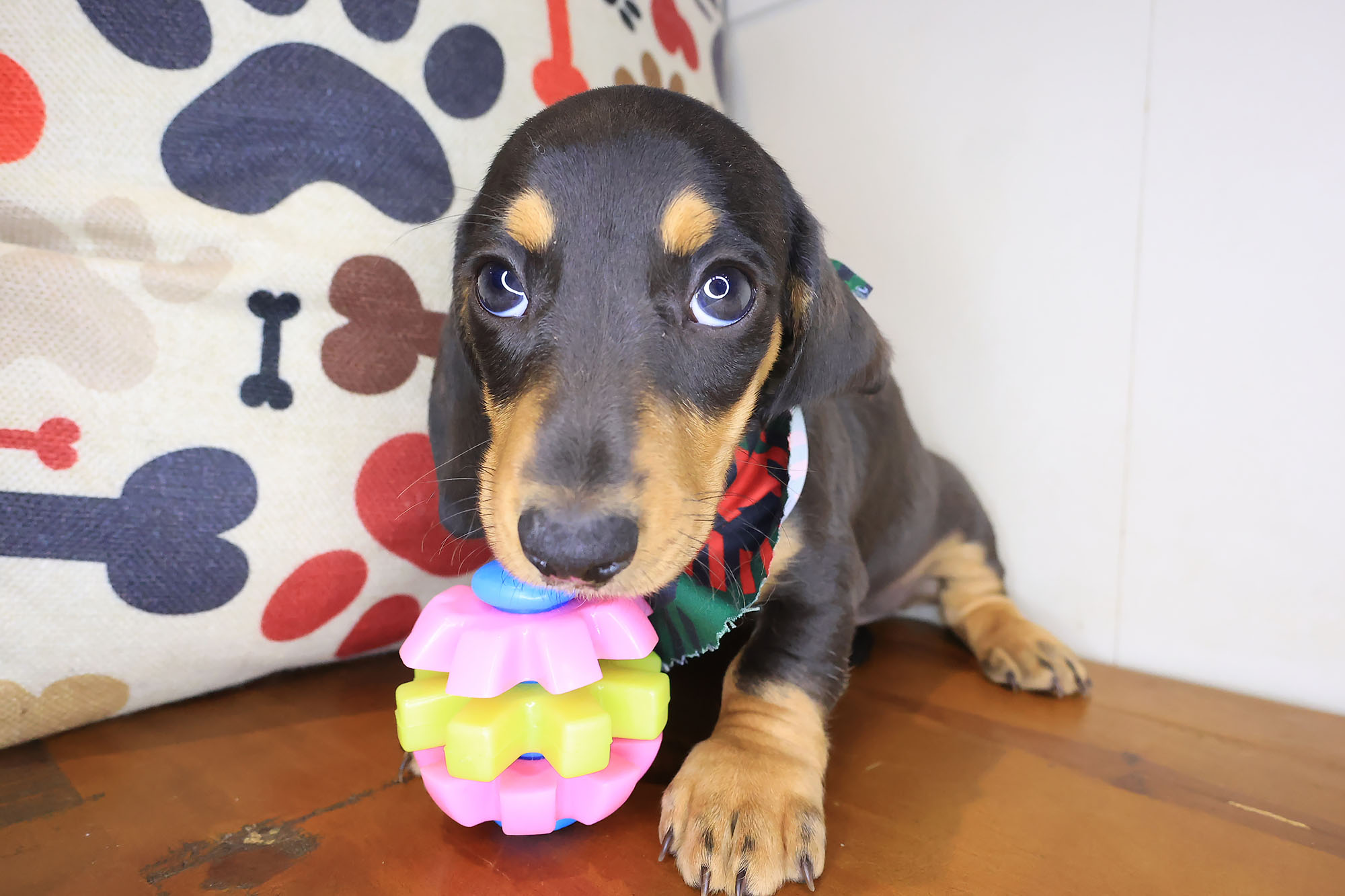 Dachshund-Zorro