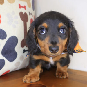 Zuri Dachshund 01