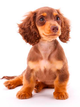 Dachshund