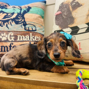 Acacia Miniature Dachshund 01