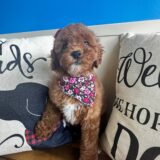 Adisana Cavapoo 03