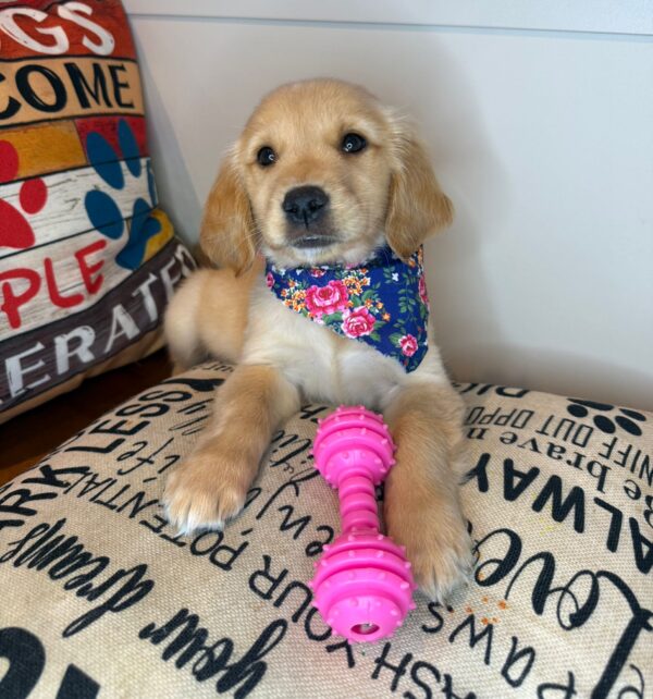 Aida Golden Retriever 01