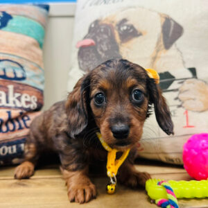 Akelana Miniature Dachshund 01