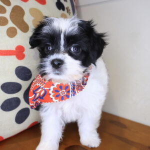 Ally Shorkie 01