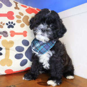 Asher Shihpoo 01