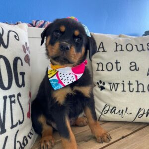 Asteria Rottweiler 01