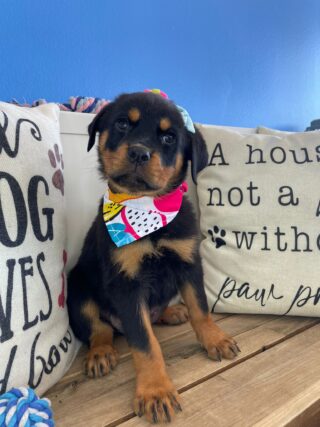 Asteria Rottweiler 01