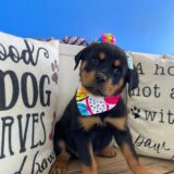 Asteria Rottweiler 02