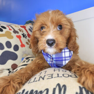 Augustus Cavapoo 01