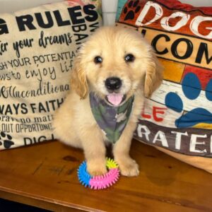 Babs Golden Retriever 01