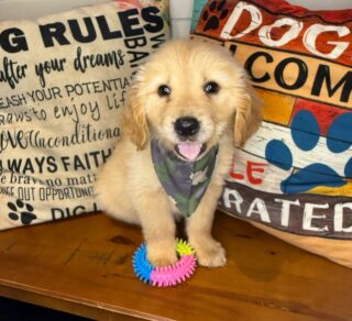 Babs Golden Retriever 01