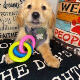 Babs Golden Retriever 02