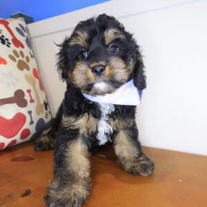 Baxter Cavapoo 01