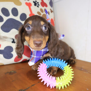 Bingo Dachshund 01