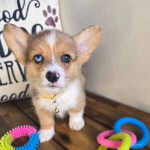 Birdie Welsh Corgi Pembroke 01