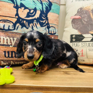 Biscuit Miniature Dachshund 01
