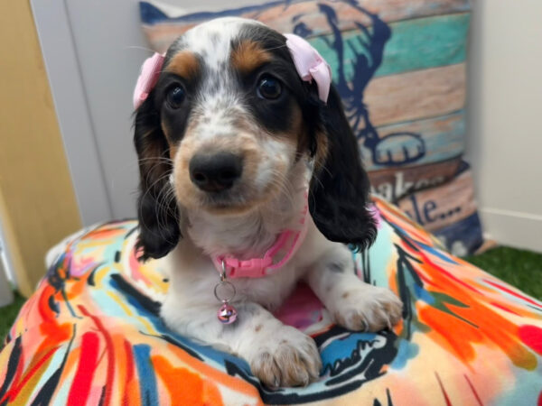 Bliss Dachshund 01