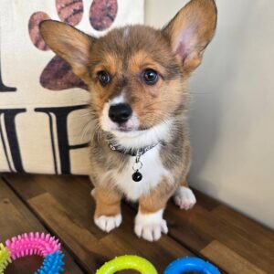 Bobby Welsh Corgi Pembroke 01