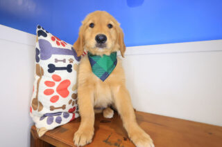 Bodhi Golden Retriever 01
