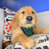 Bodhi Golden Retriever 03