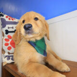 Bodhi Golden Retriever 04