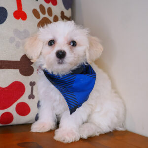 Boe Bichapoo 01
