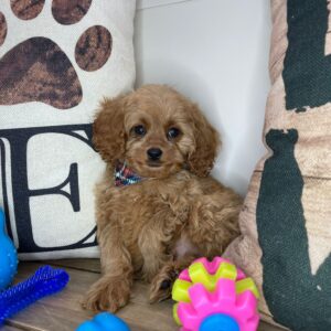 Boomerang Cavapoo 01