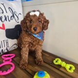 Brit Poodle 02