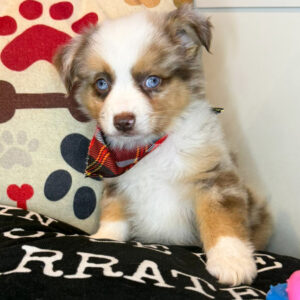 Bruce Australian Shepherd 01