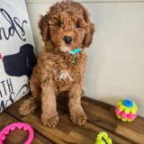 Caleb Poodle 01