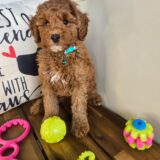 Caleb Poodle 02