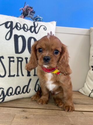 Carmela Cavalier King Charles Spaniel 01