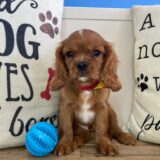 Carmela Cavalier King Charles Spaniel 02