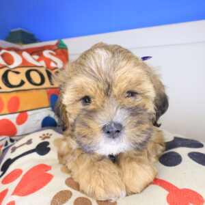 Carmela Shihpoo 01
