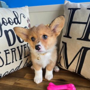 Cassi Welsh Corgi Pembroke 01