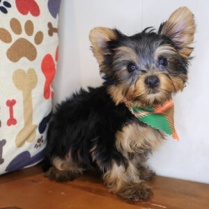 Champ Yorkshire Terrier 01
