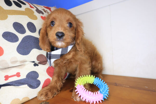 Chaos Cavapoo 01