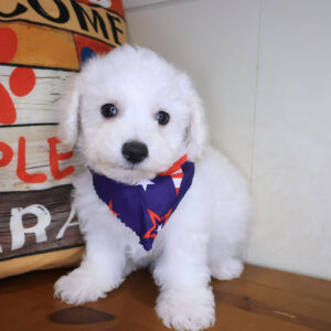 Chinook Bichon Frise 01