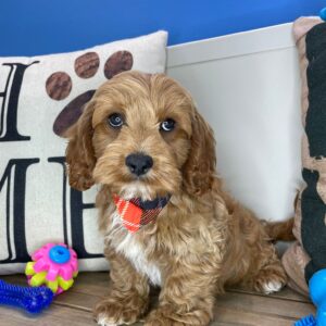 Chipotle Cavapoo 01