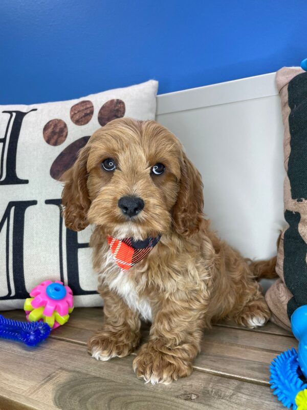Chipotle Cavapoo 01