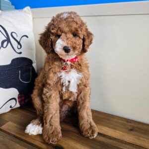 Coby Poodle 01