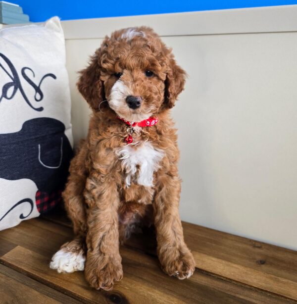 Coby Poodle 01